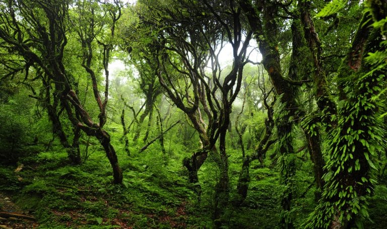 Le groupement forestier, comment ça marche ?